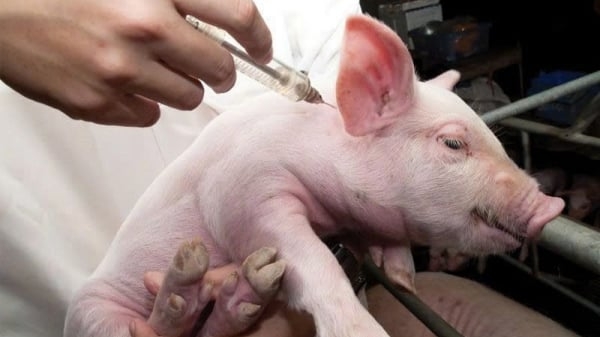 Phòng bệnh viêm não Nhật Bản trên heo bằng vaccine sống