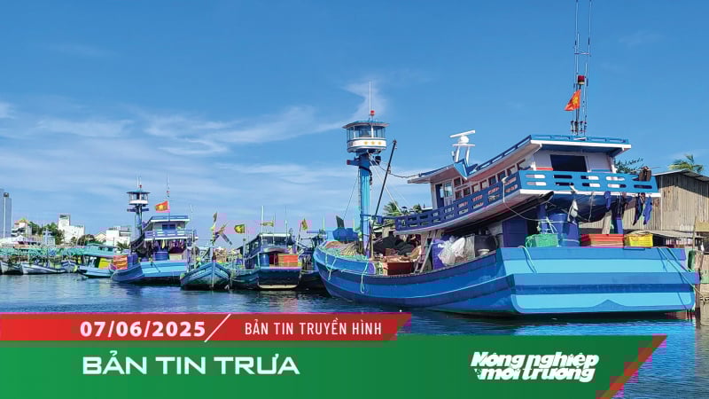 Kiểm soát và giám sát hoạt động khai thác thủy sản tại Cảng cá Tất Cậu