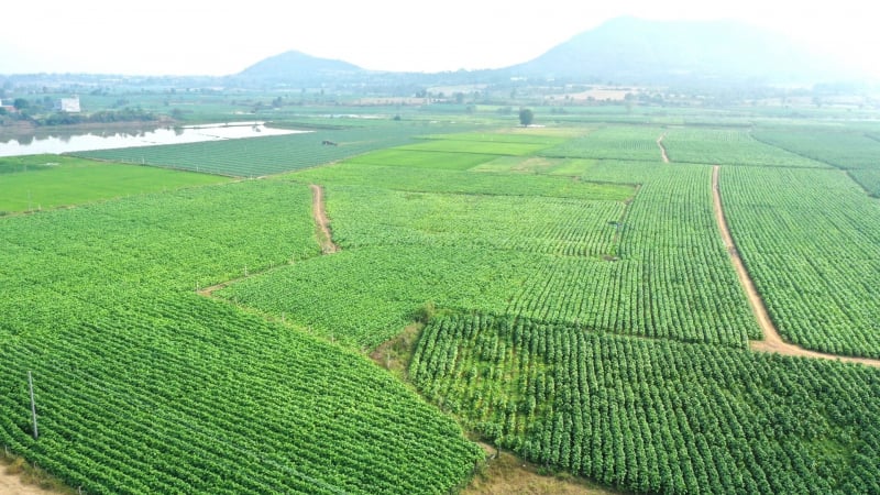 Đi giữa ngàn xanh