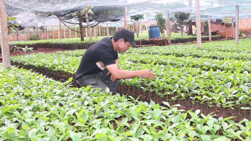 Rộn ràng mùa xuống giống cà phê
