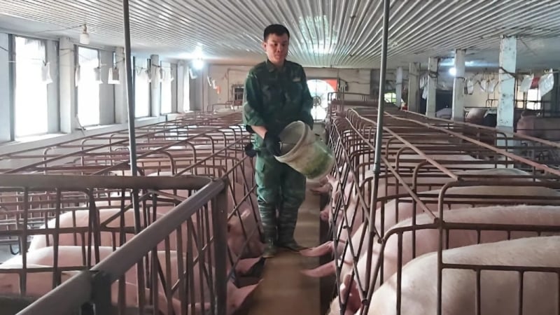 Kiểm soát dịch bệnh hiệu quả bằng nuôi heo chuồng lạnh