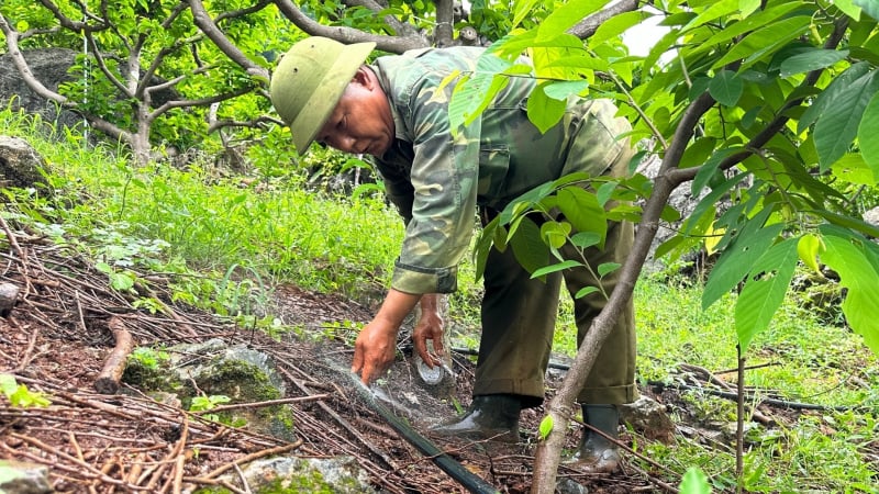 Tưới thông minh cho cây ăn quả: Tiếp nước cho na trái vụ trên núi đá