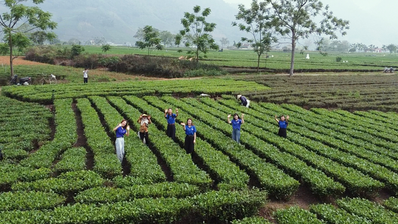Hương trà quyện hồn quê, níu chân du khách