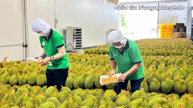 Nhanh chóng xử lý những vướng mắc liên quan tới xuất khẩu sầu riêng