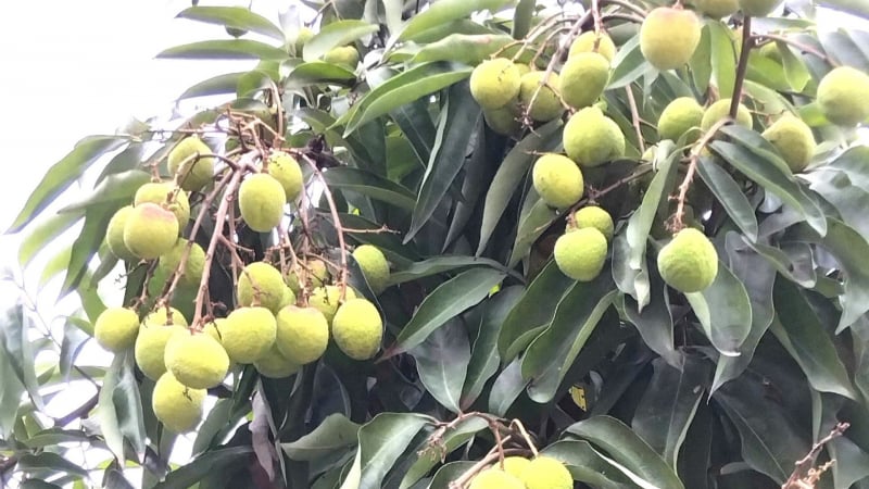 10 ngày nữa, vải thiều Thanh Hà chín sớm vào vụ thu hoạch
