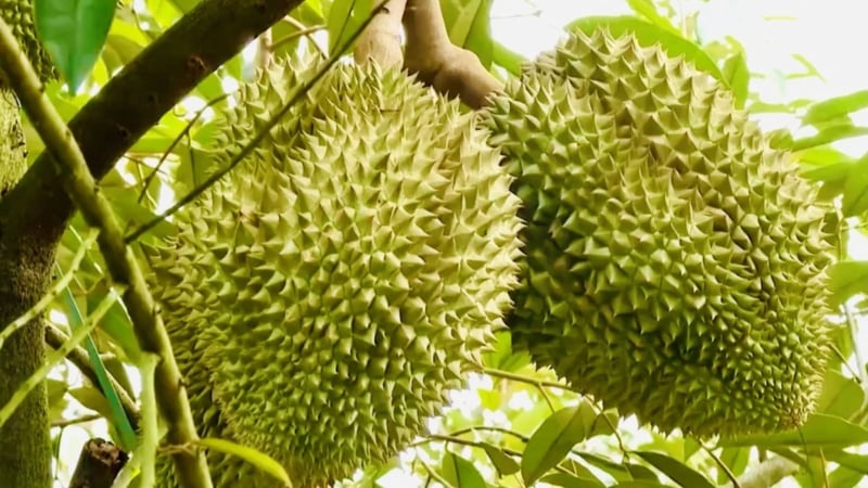 Sầu riêng Việt Nam đối mặt thách thức trước ngày tái ký Nghị định thư