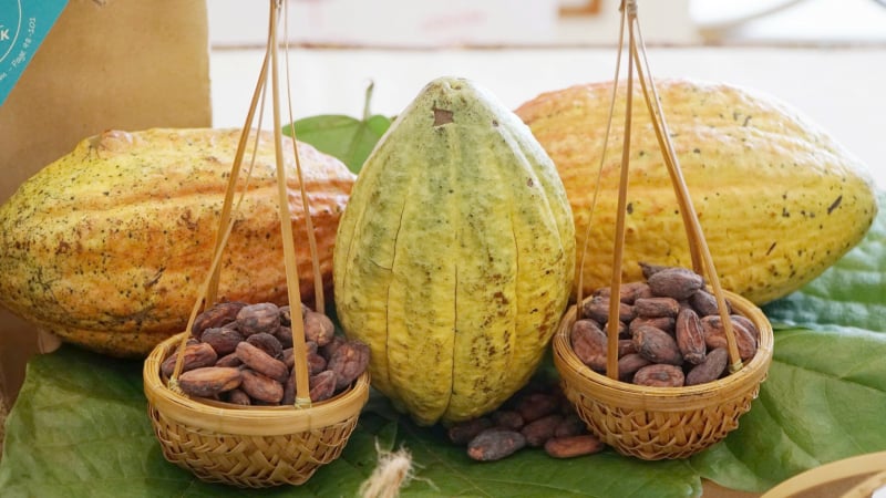 Ca cao Việt Nam cần làm gì để nâng tầm, vươn ra thế giới?