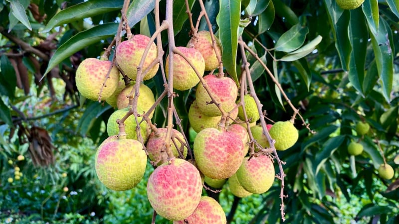 100.000 đồng/kg vải u trứng trắng Thanh Hà