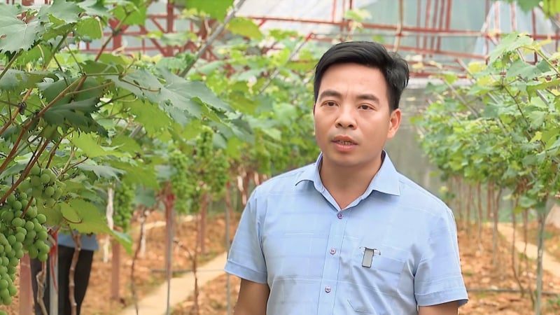Trồng 3.000 gốc nho công nghệ cao mỗi vụ thu hơn trăm triệu đồng