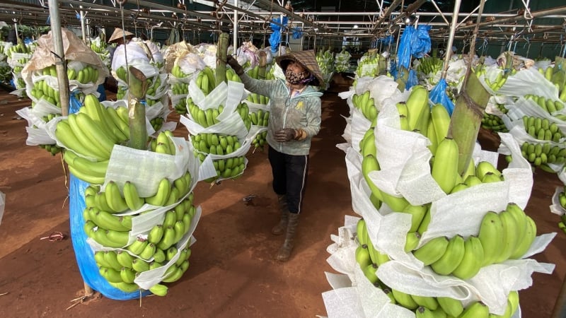 Gia Lai ứng dụng công nghệ cao vào canh tác chuối xuất khẩu