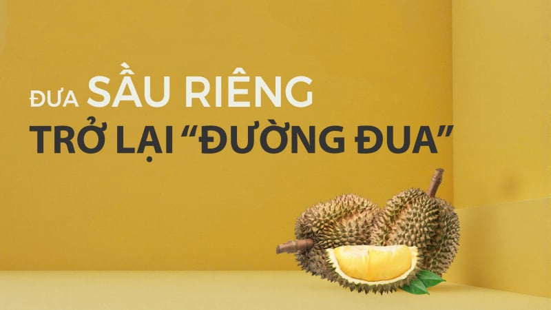 Đưa sầu riêng trở lại 'đường đua'