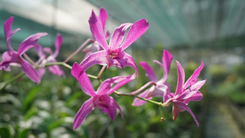 Phát triển giống hoa lan theo nhu cầu thị trường