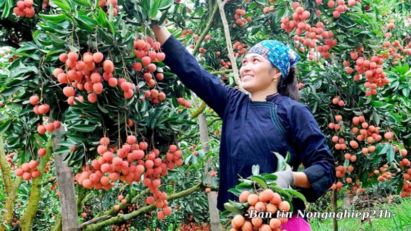 Việt Nam và Trung Quốc ưu tiên thông quan nhanh cho quả tươi