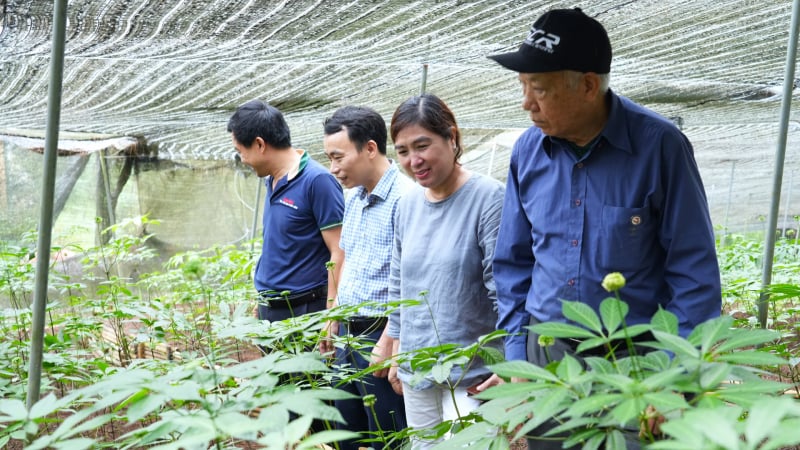 Ươm mầm dược liệu dưới tán rừng