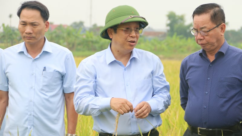 Hải Phòng và Thái Bình được mùa vụ lúa Xuân 2025