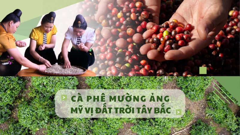 Cà phê Mường Ảng - mỹ vị của đất trời Tây Bắc
