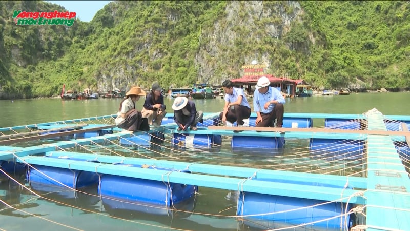 Nuôi hàu trên giàn composite ở vịnh Cát Bà