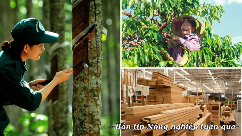 Tăng tốc đáp ứng EUDR, không để gián đoạn xuất khẩu nông lâm sản