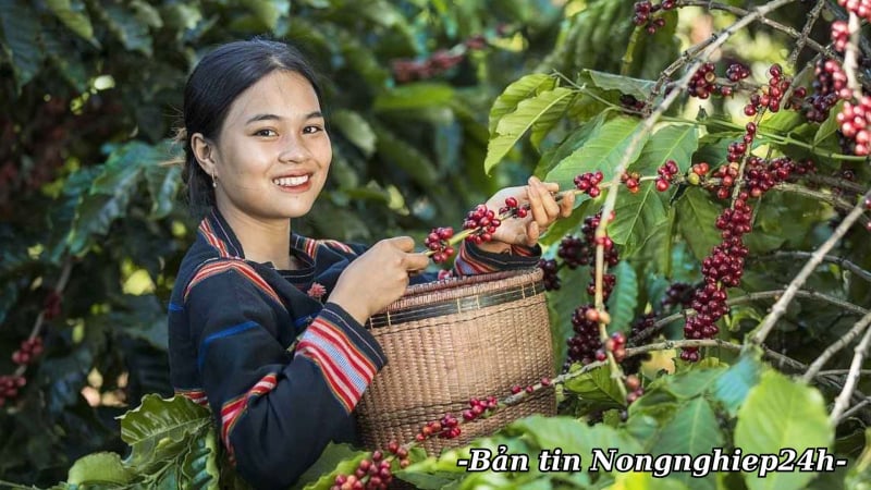Xuất khẩu cà phê 6 tháng đạt mục tiêu cả năm