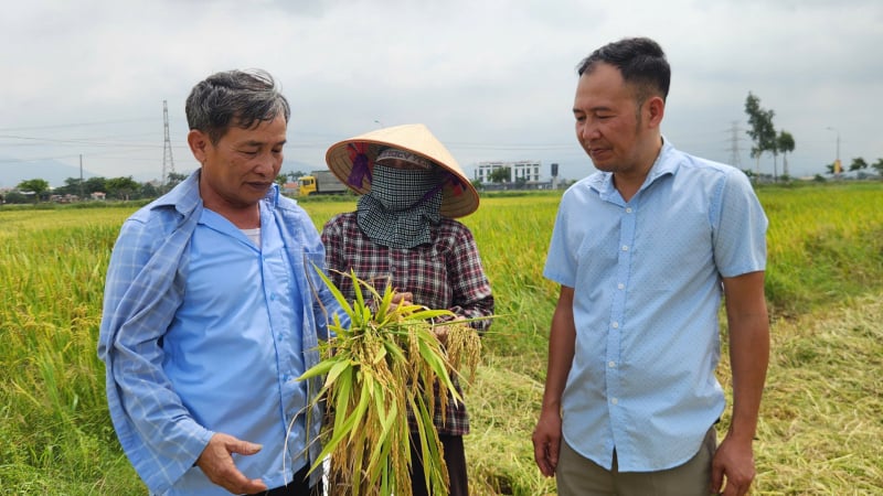 Sản lượng lương thực Quảng Ninh đạt trên 100.000 tấn
