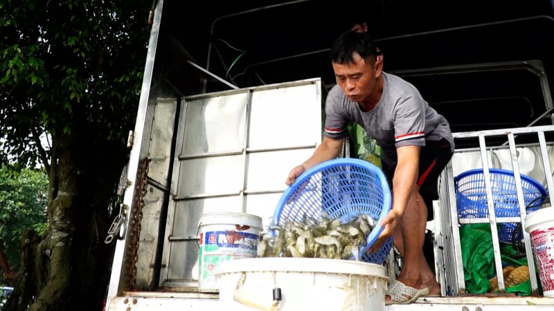 Thả hơn 10 triệu cá giống tái tạo nguồn lợi thủy sản
