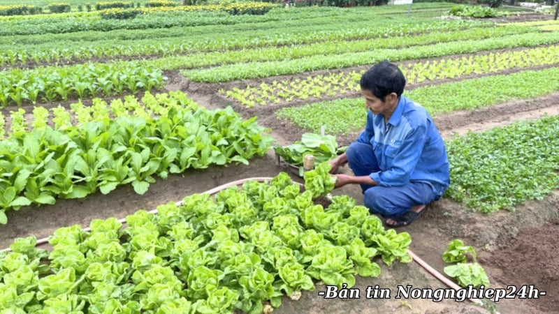 Kiểm soát dịch bệnh trên cây trồng, đảm bảo sản xuất những tháng cuối năm