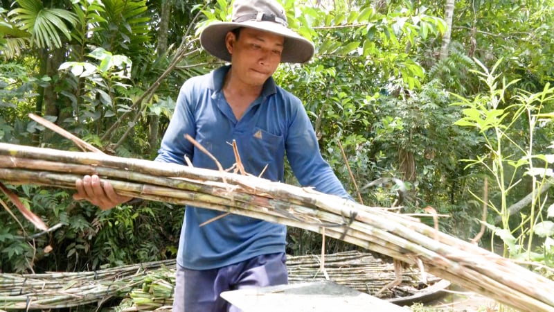 Trồng mía bán chục, nông dân thu lợi 10 triệu đồng mỗi công