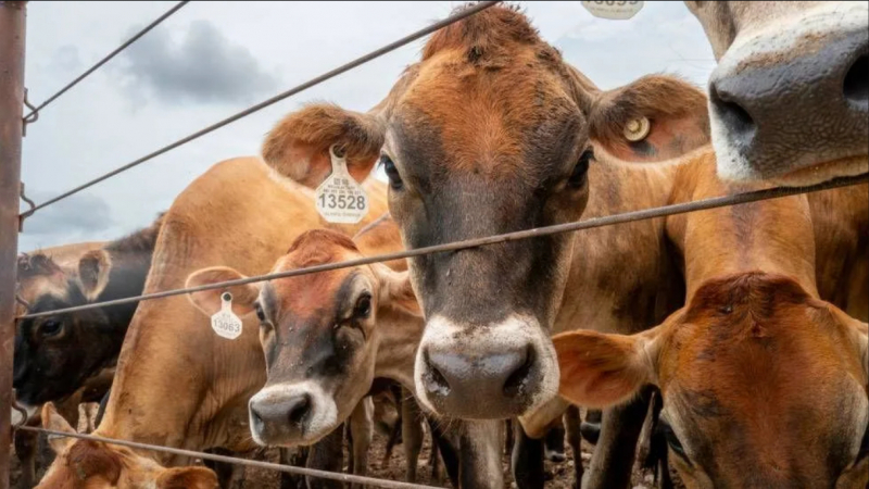 Ngành chăn nuôi Mỹ ghi nhận ca nhiễm giun xoắn đầu tiên sau 60 năm
