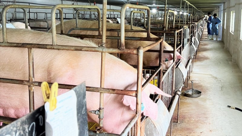 FAO hỗ trợ 140.000 USD giảm thiểu rủi ro dịch bệnh lây truyền sang người