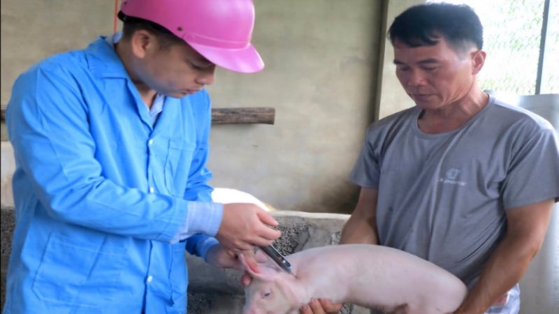 Lạng Sơn khoanh vùng, khống chế các ổ dịch tả lợn Châu Phi