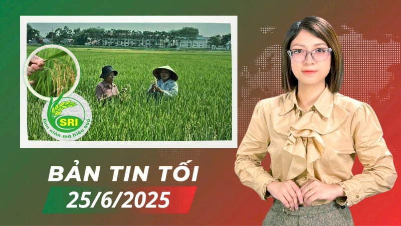 Hà Nội: Sẽ nhân rộng mô hình canh tác lúa cải tiến