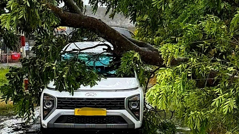 TPHCM: Mưa giông, gió giật mạnh khiến nhiều cây xanh đổ ngã