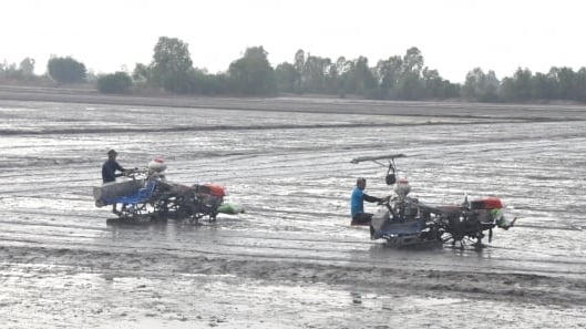 An Giang kỳ vọng lập kỷ lục trên 1,5 triệu tấn lúa vụ thu đông