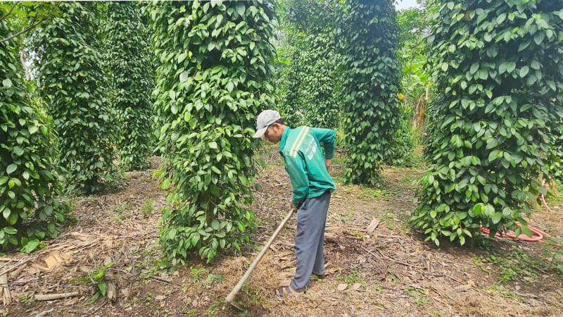 Người nặng lòng với tiêu hữu cơ