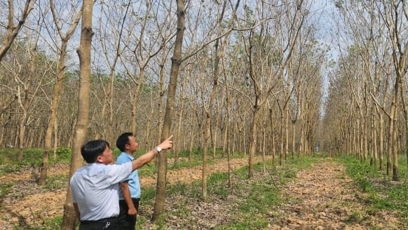 Hơn 2.000ha cao su héo khô lá, khai thác mủ đình trệ