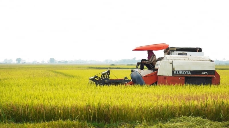 Lúa đông xuân ở Quảng Trị mất mùa, rớt giá