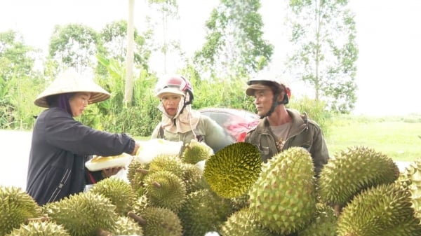 Thương lái ngừng mua, người miền Tây bán rẻ sầu riêng gỡ gạc chi phí