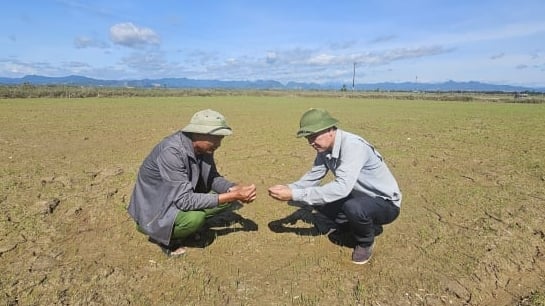 Hỗ trợ nông dân gieo 300 ha lúa ngập lũ
