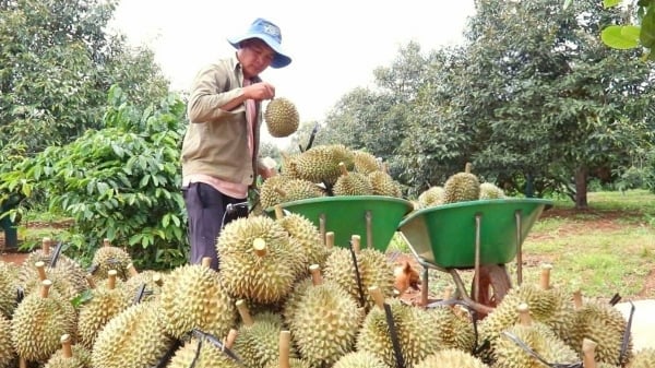 Chuyển đổi hữu cơ cho sầu riêng: Hành trình không đơn giản