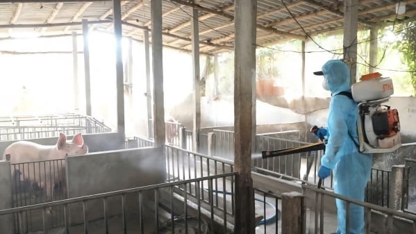 Gia Lai phòng chống dịch tả lợn Châu Phi ngay từ cơ sở
