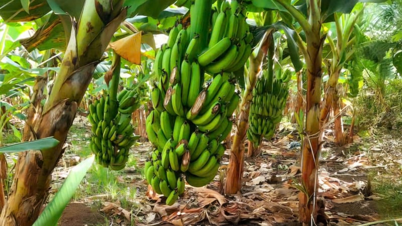 Cả ngàn buồng chuối cấy mô xuất khẩu bị chặt phá không thương tiếc