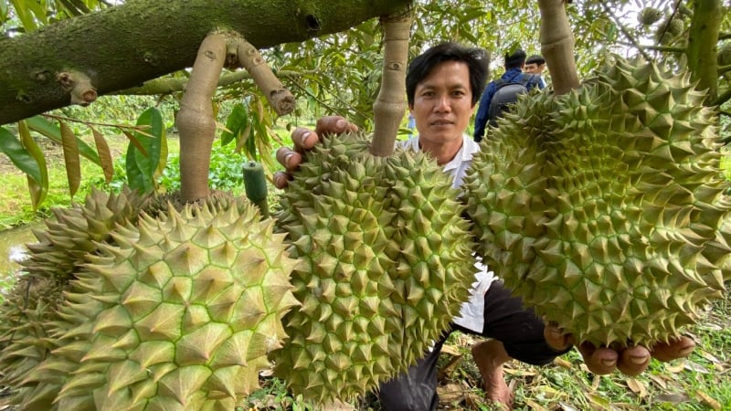Xuất khẩu sầu riêng bền vững: Canh tác hữu cơ - giải pháp căn cơ