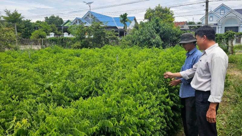 Trồng rau ngót theo hướng hữu cơ, thu nhập trăm triệu mỗi năm
