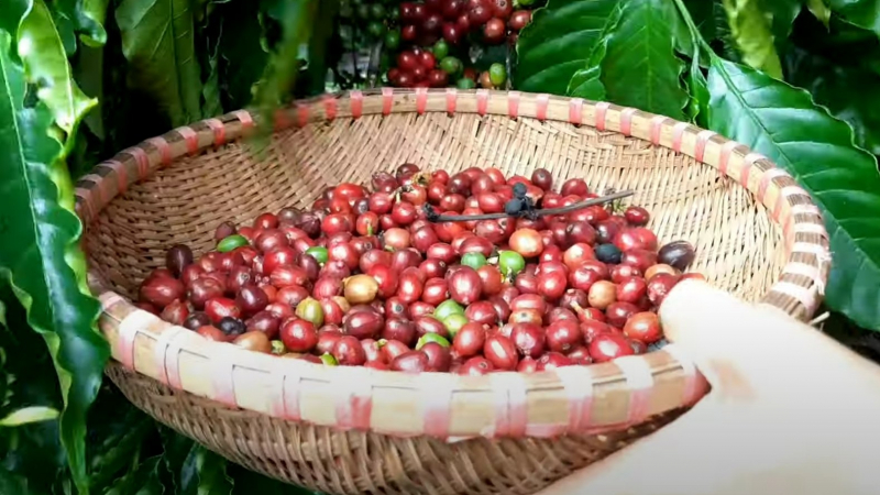 Giá cà phê trở lại mức trước khi Mỹ công bố thuế đối ứng