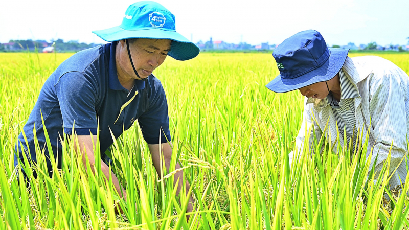 'Cấy thưa thừa thóc, cấy dày cóc được ăn'