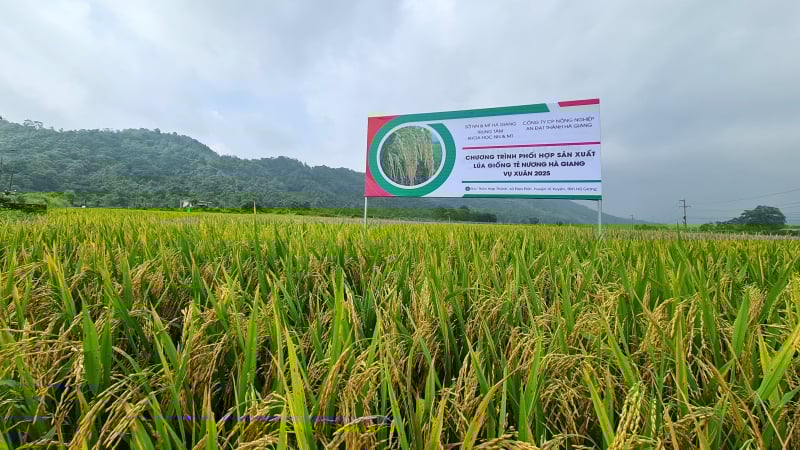 Tẻ nương Hà Giang - Hành trình từ nương đá đến đồng bằng