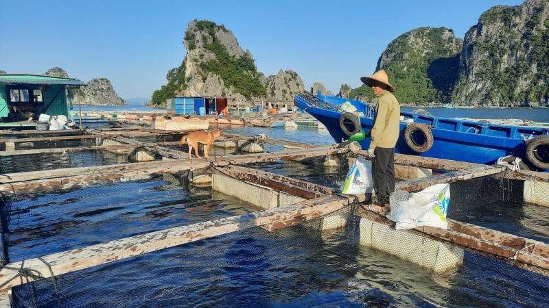 Buộc khung bè, hạ thấp lồng nuôi thủy sản trước khi lên bờ