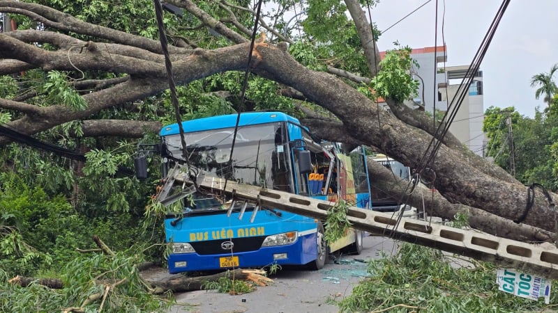Ô tô, xe buýt chôn chân giữa rừng cây đổ sau giông lốc