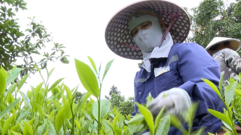 HĐND tỉnh Thái Nguyên quyết hỗ trợ tạo đột phá phát triển ngành chè