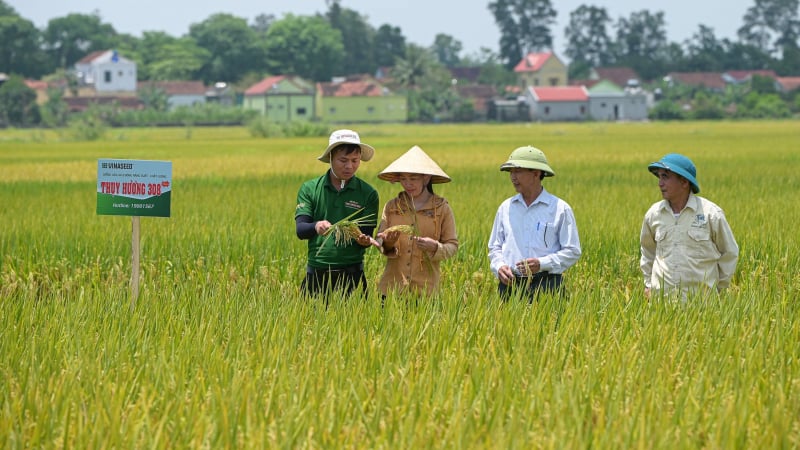 Hình ảnh đồng lúa trĩu bông nhờ tuân thủ thời vụ ở Nghệ An